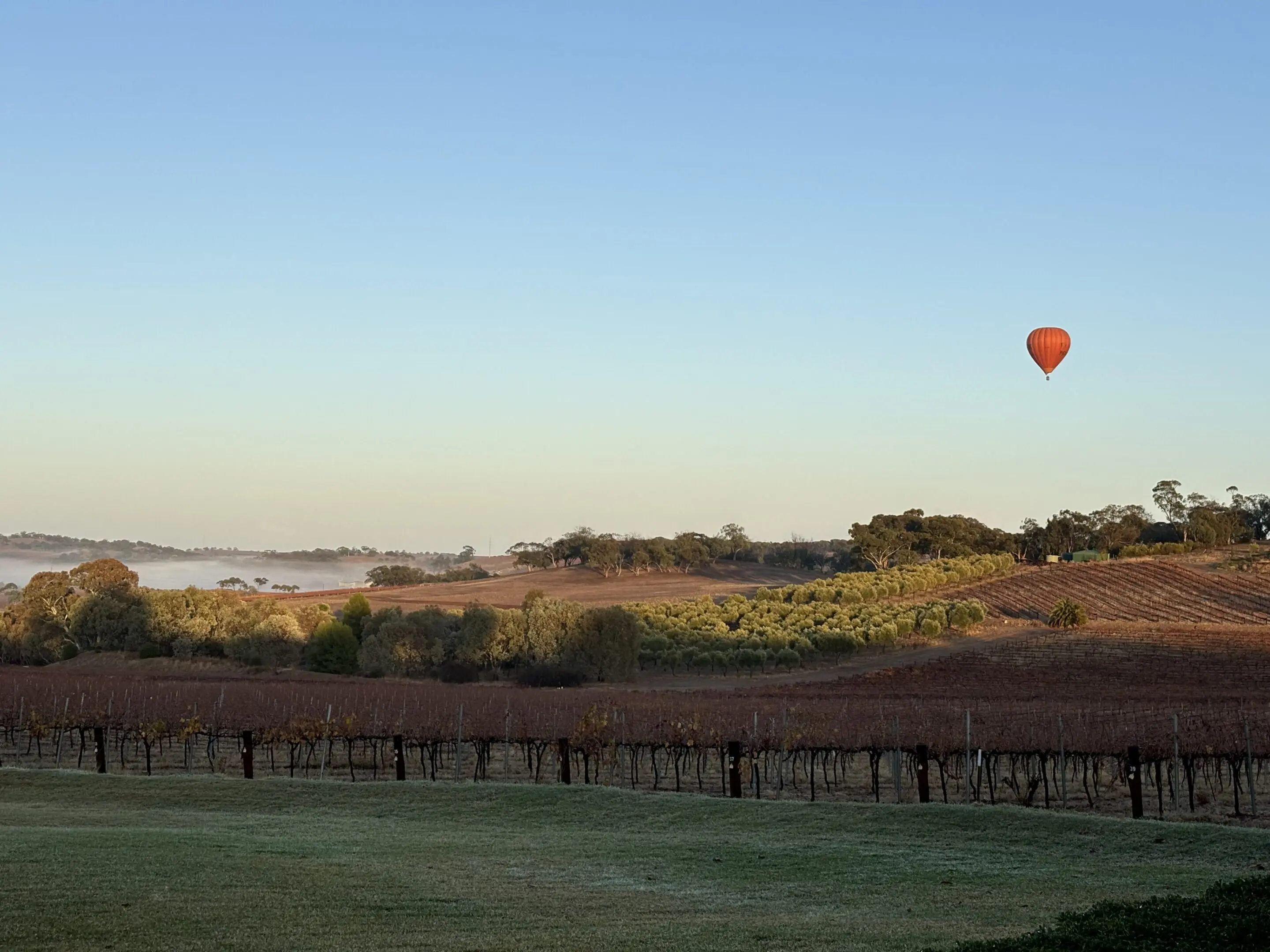 67d2bdcab59c6_IMG_5302 A balloon is flying over the vineyard.