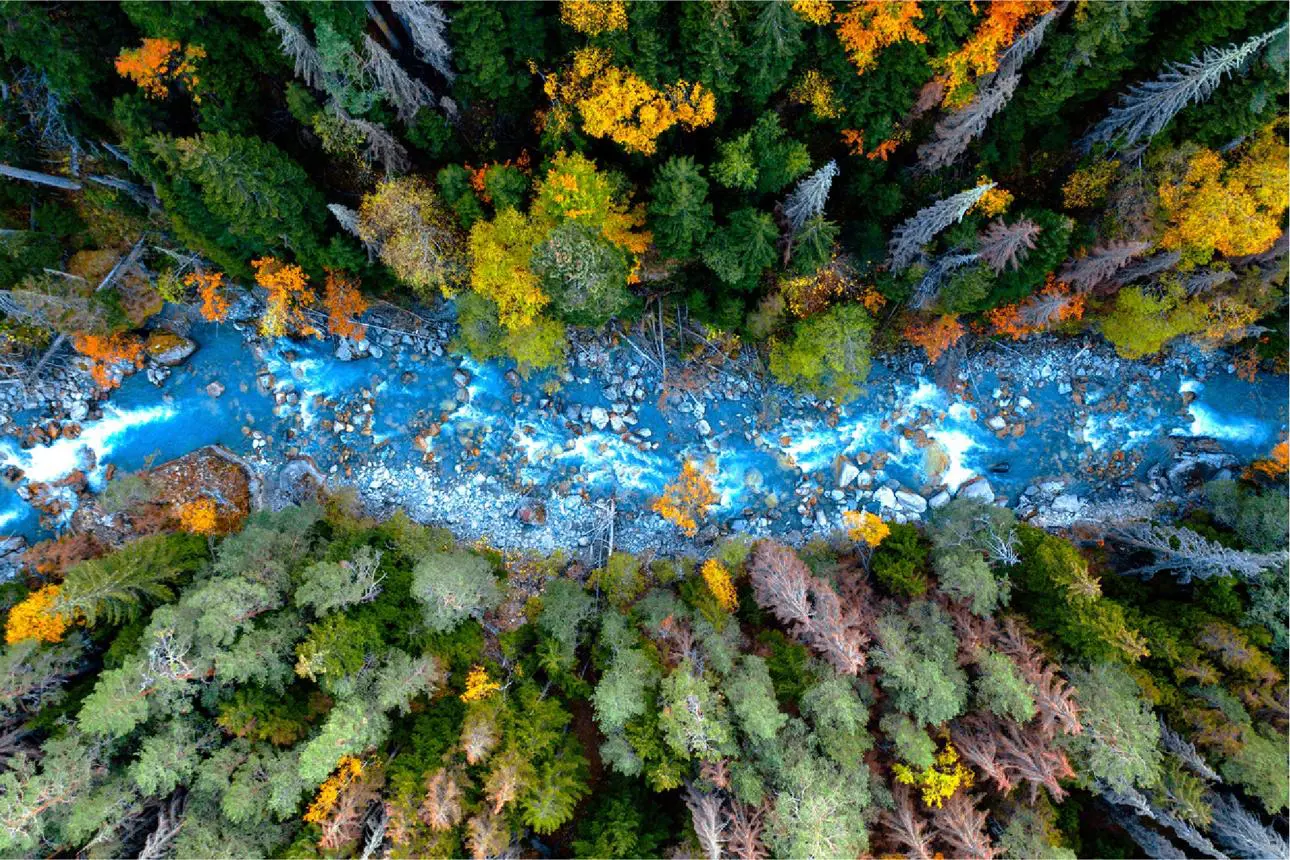 aerial view river forest