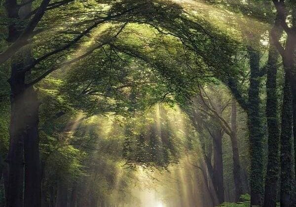Sunlit forest early morning